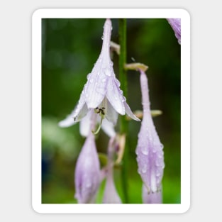 Hosta Sticker